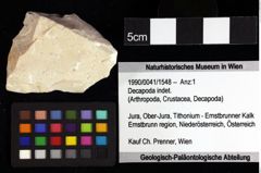 Foto (Objket + Etiketten) von Gastrosacus limacurvus (Robins, 2013) 